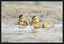 Wilde Eend, Mallard, Anas platyrhynchos (Hybride) Location: Wierden, the Netherlands wilde eend MG 8577 kopie